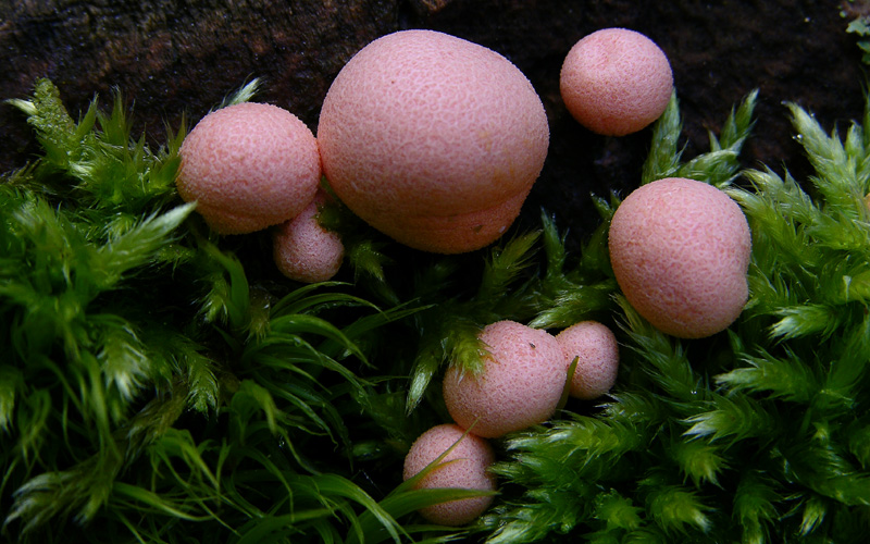 Ordine Liceales-Famiglia Tubiferaceae-Reticulariaceae